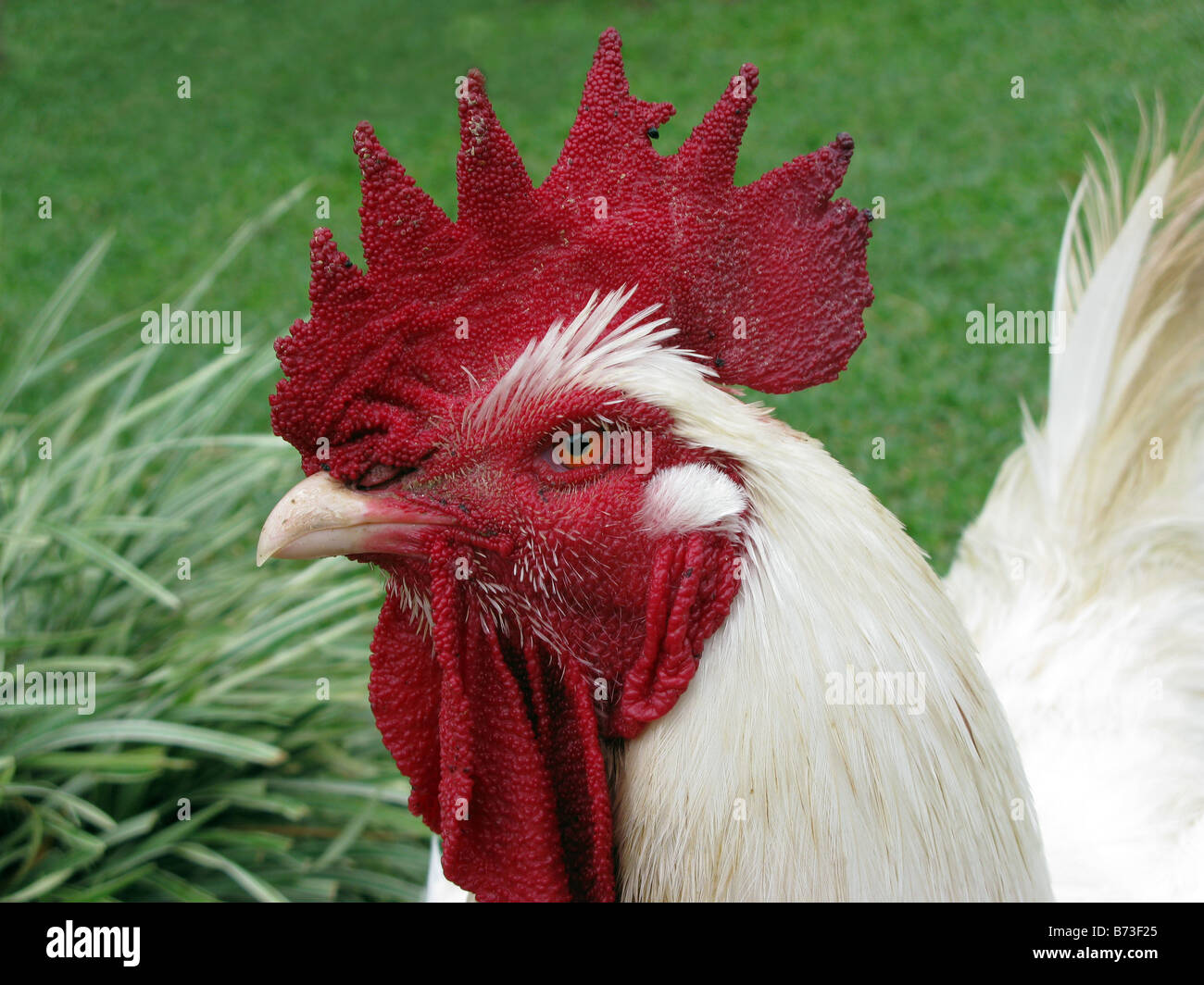 One Rooster Close up in Caracas Venezuela Stock Photo