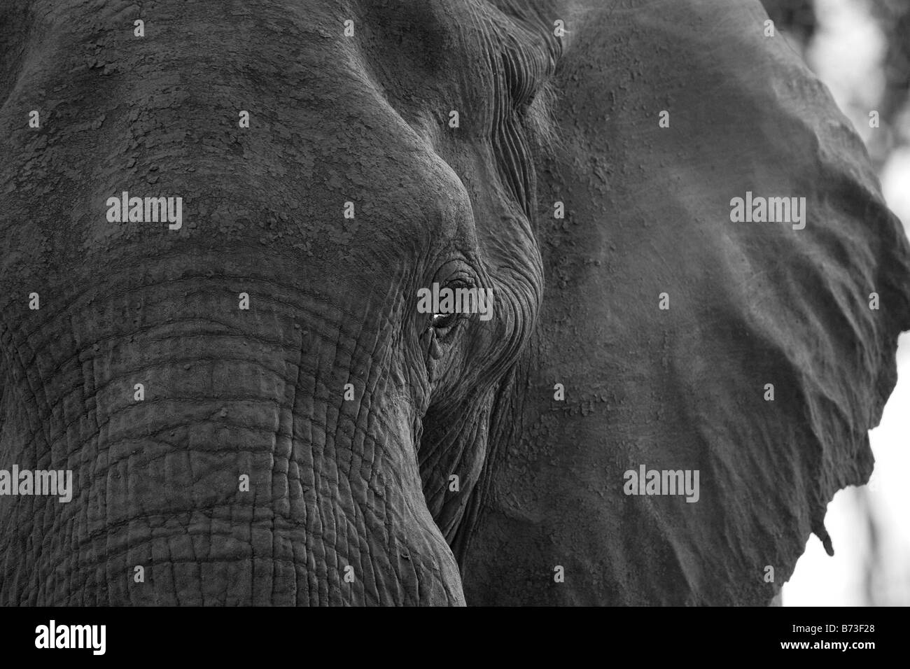 Portrait of a bull elephant Stock Photo - Alamy