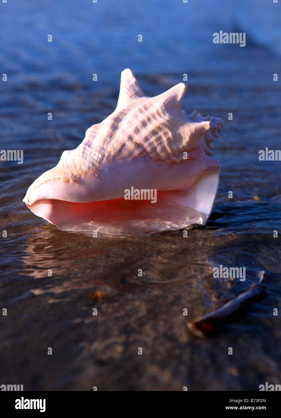 Conch hi-res stock photography and images - Alamy