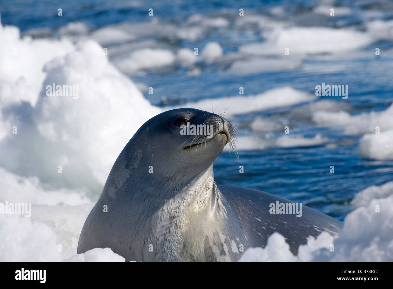 Elephant Seal (Mirounga leonina) on ice Paulet Island Antarctica Stock Photo