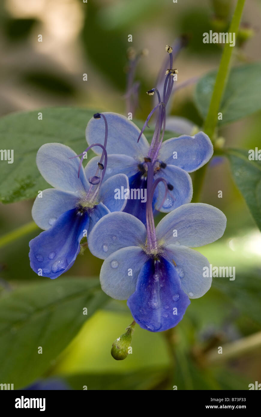 Blue butterfly bush, Blue glorybower (Clerodendrum myricoides 'Ugandense', Verbenaceae) flowers Stock Photo