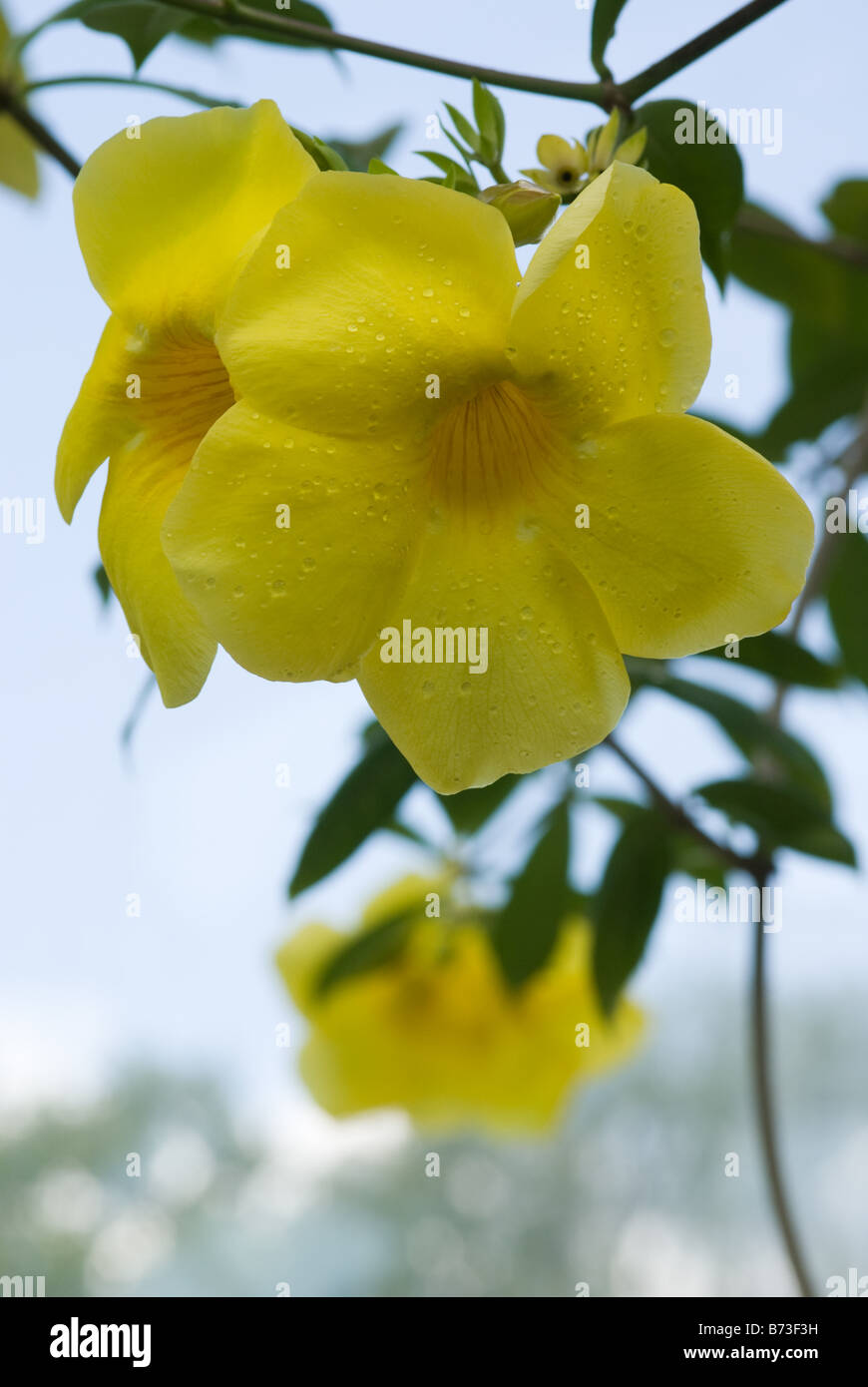 Allamanda cathartica var. grandiflora (Apocynaceae) flowers Stock Photo