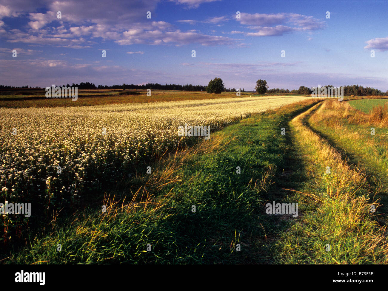 buckwheat winding road organic farm Stock Photo Alamy