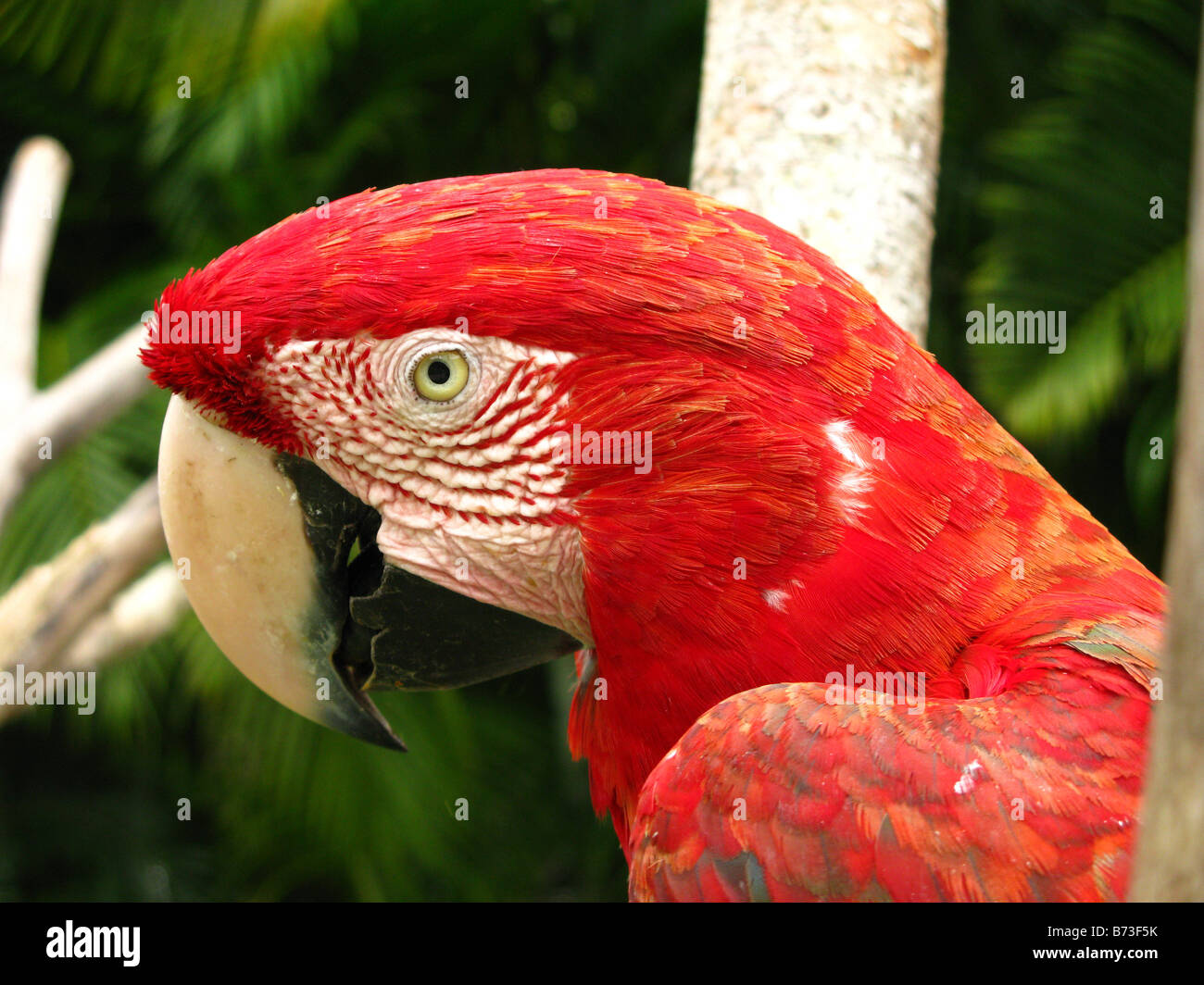 Scarlet Macaw (Ara macao) in Caracas Venezuela Stock Photo