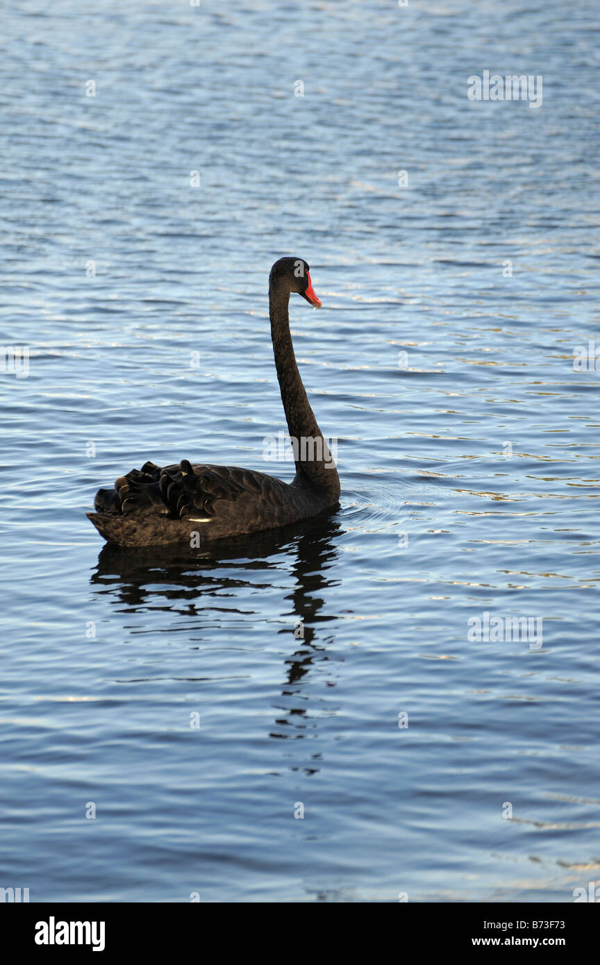 Black swan on the Swan River Perth Wa Western Australia Stock Photo