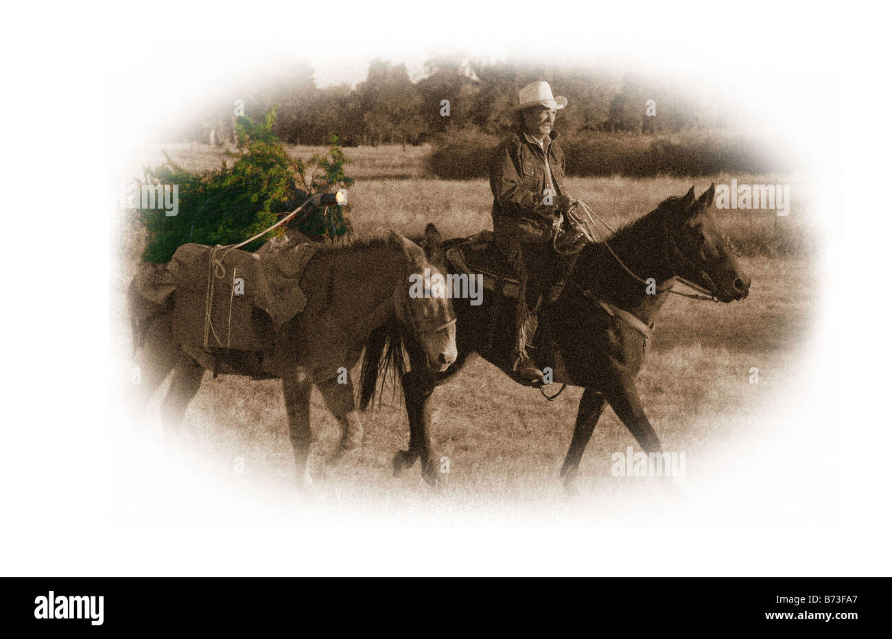 Sepia toned cowboy bringing home the Christmas tree in color Western style Stock Photo