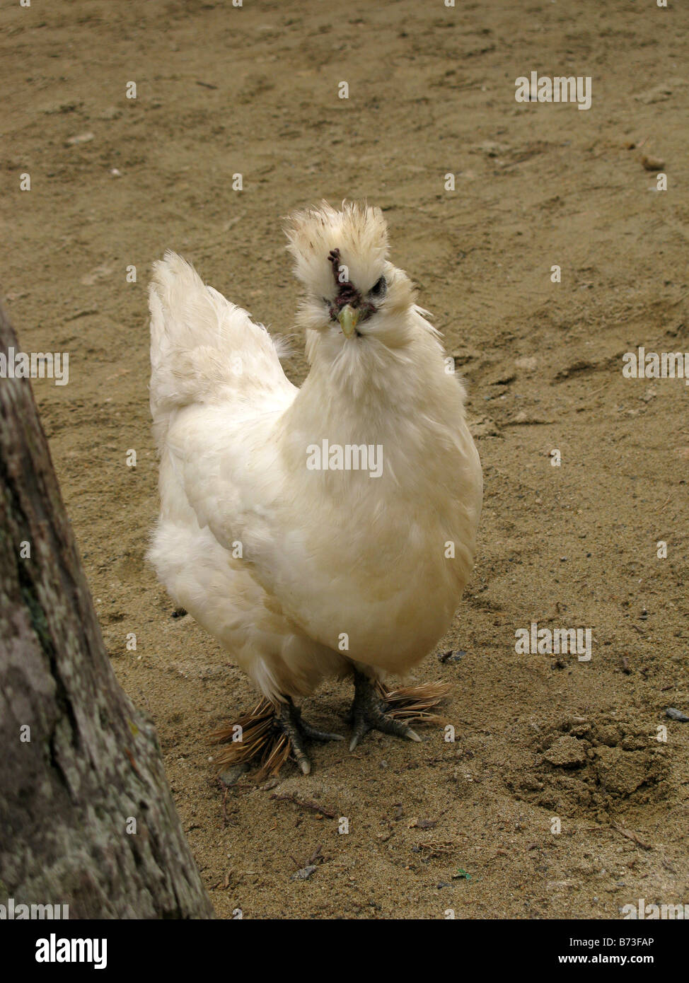 hairy chicken, white chicken, rare specie Stock Photo