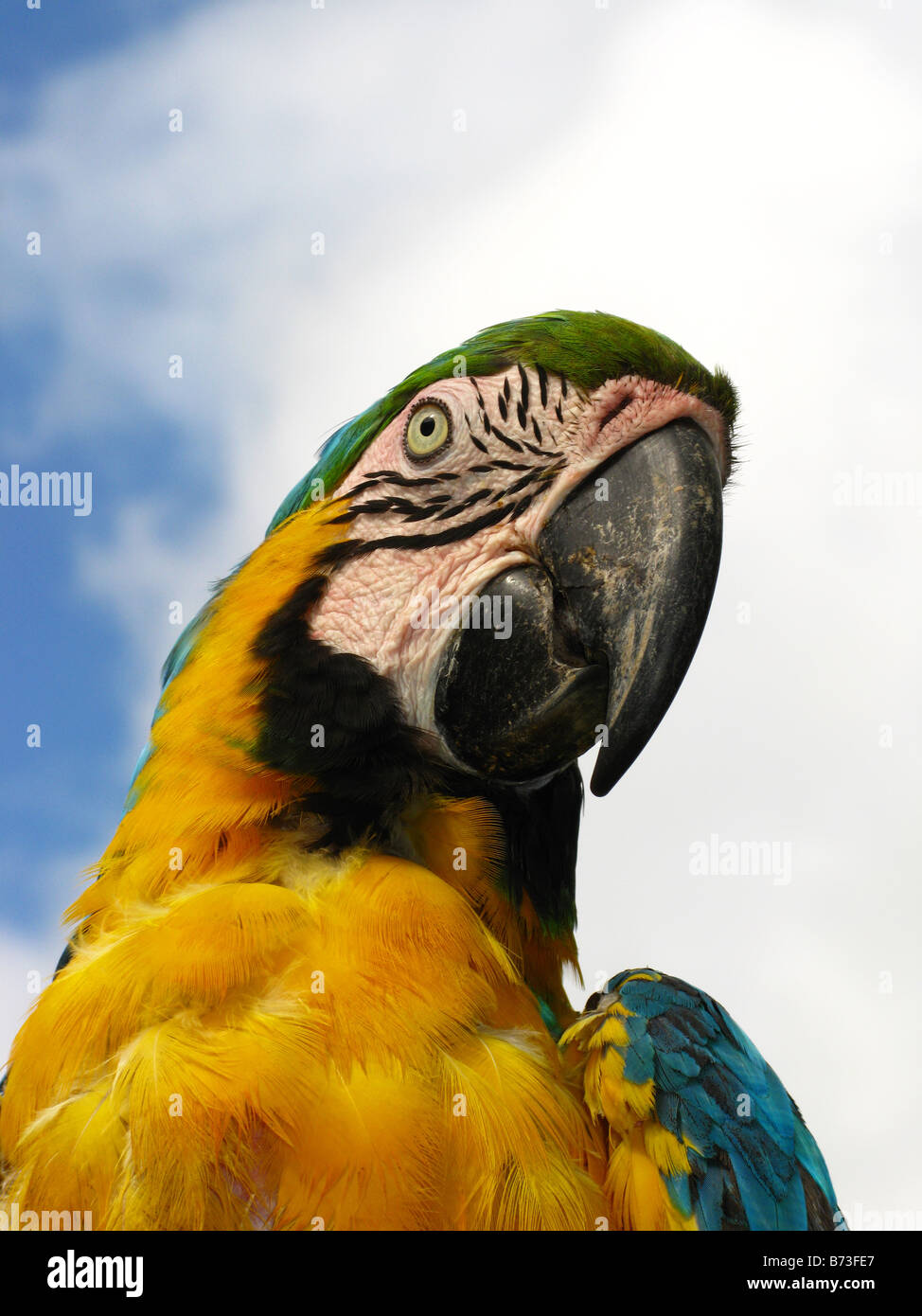 Ara ararauna, Blue and Yellow Macaw, Amazonas, Venezuela, Brazil, bird wonderful bird, beauty bird. Blue-and-Gold Macaw. parrot Stock Photo