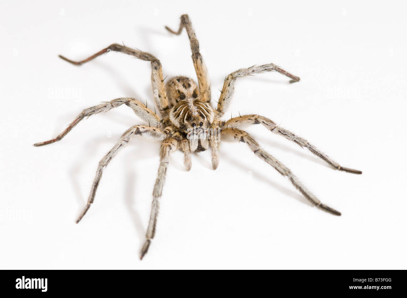 Australian wolf spider Stock Photo