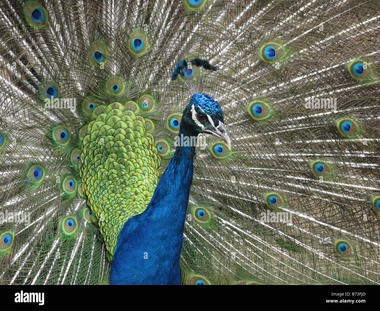Blue Peafowl, Pavo christatus Stock Photo