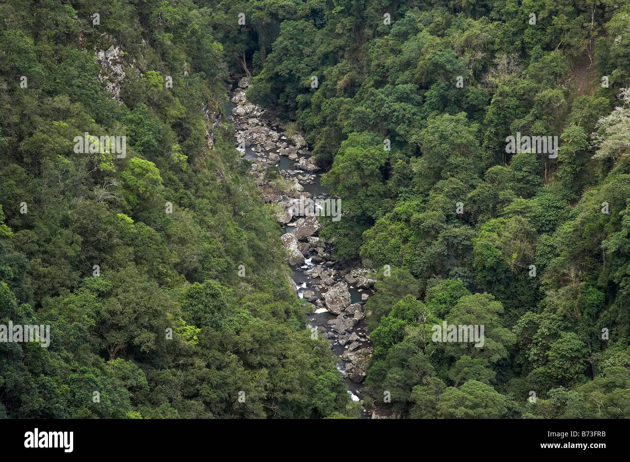 Ellenborough River and Forest near Ellenborough Falls near Elands Greater Taree Region New South Wales Australia Stock Photo