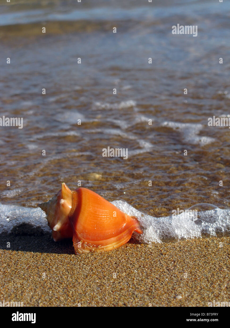 Strombus pugilis close up seashell Stock Photo