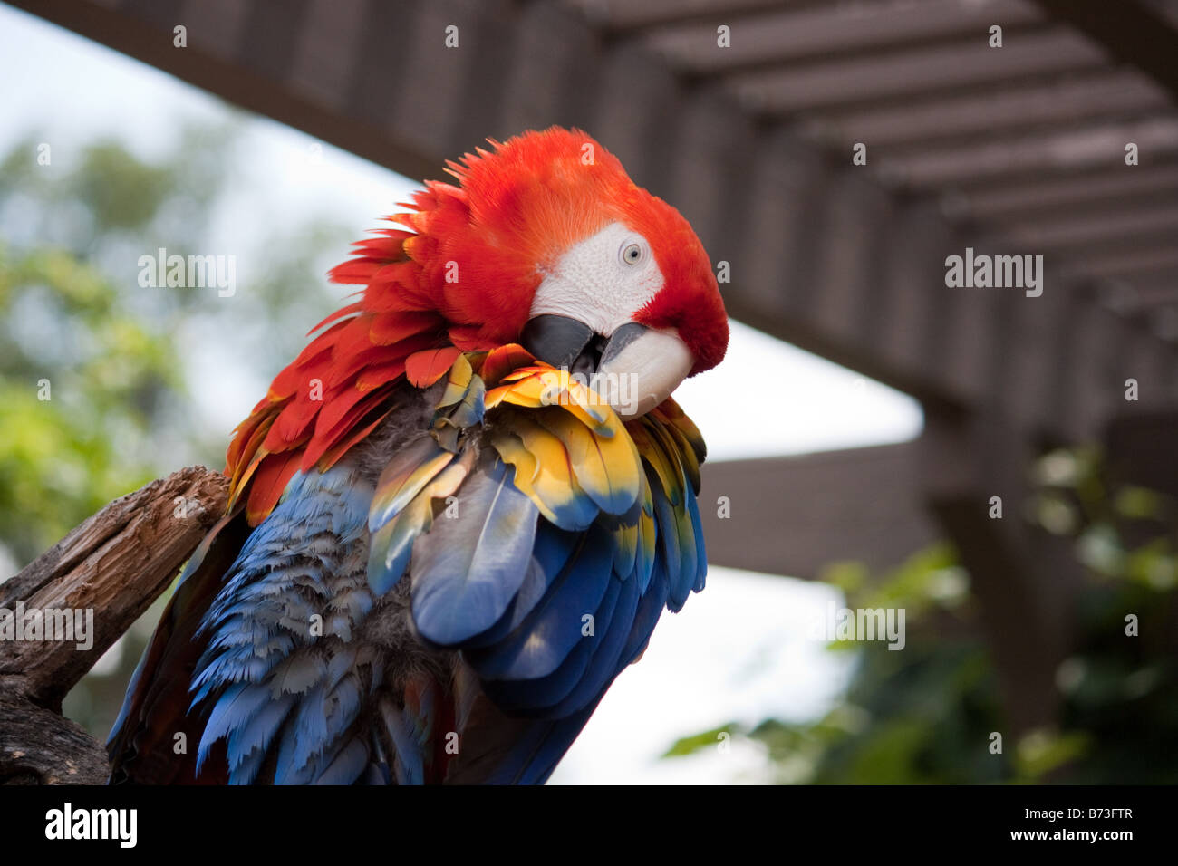 Macaw parrot preening its feathers Stock Photo Alamy