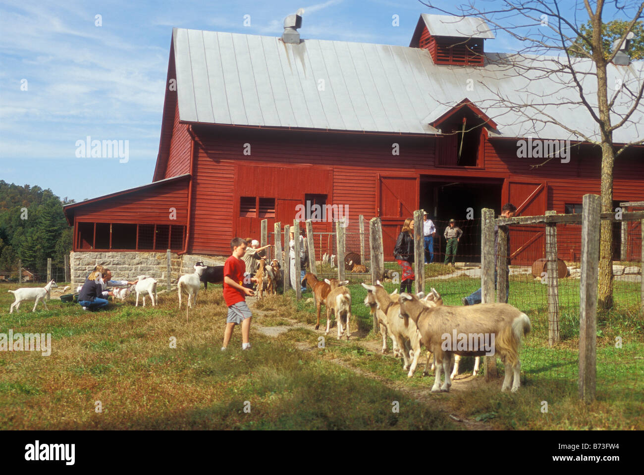 Goats, Carl Sandburg National Historic Site, Flat Rock, North Carolina, USA Stock Photo