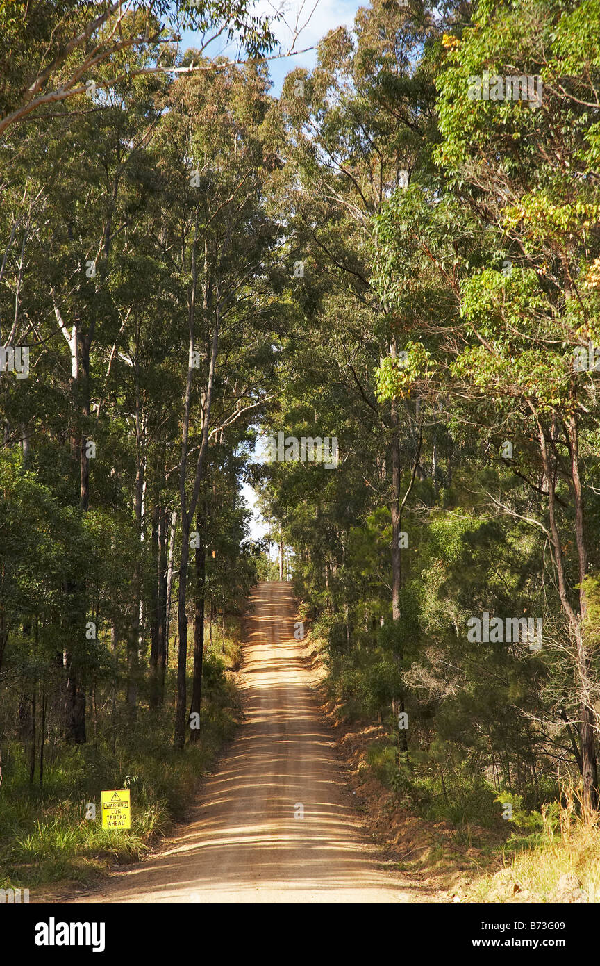 Cowarra Access Road though Eucalyptus Forest near Wauchope New South Wales Australia Stock Photo