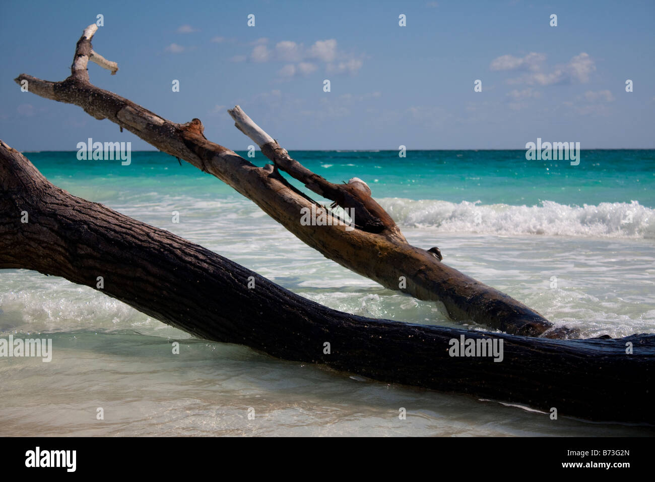 Driftwood on the beach in Tulum, Mexico Stock Photo