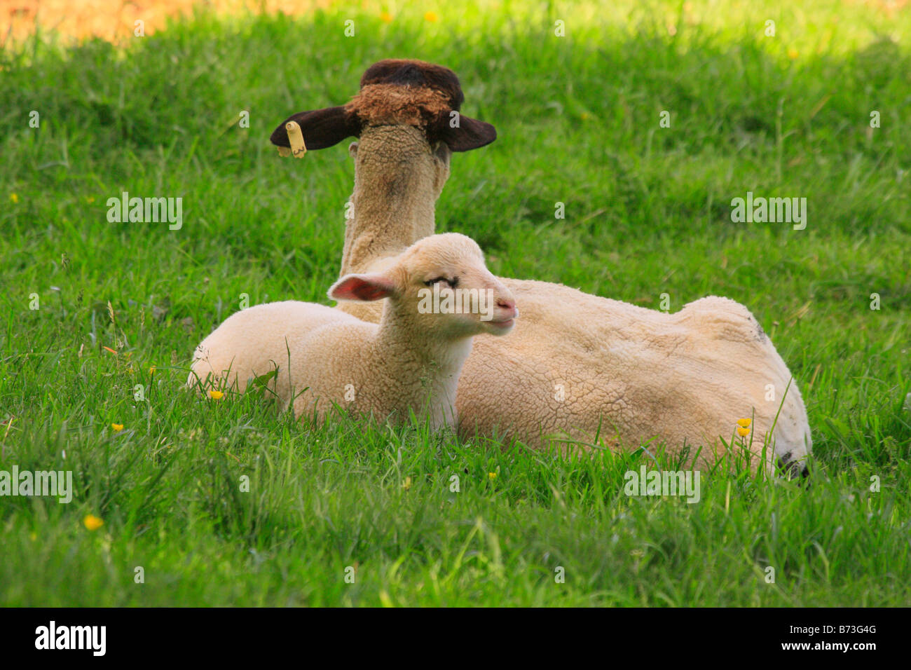 Sheep, Western Highland County, Virginia, USA Stock Photo