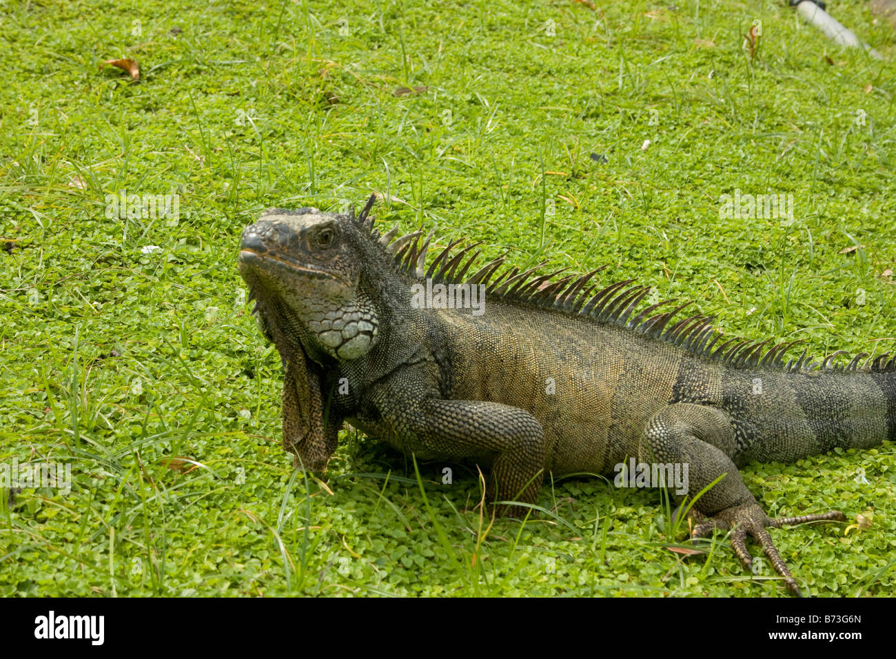 Large green Iguana, (Iguana iguana) on green grass. Guayaquil Ecuador Horizontal 73080 Ecuador Stock Photo