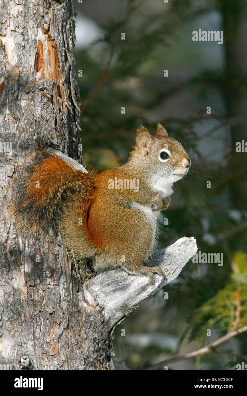 Red Squirrel Vertical Stock Photo Alamy