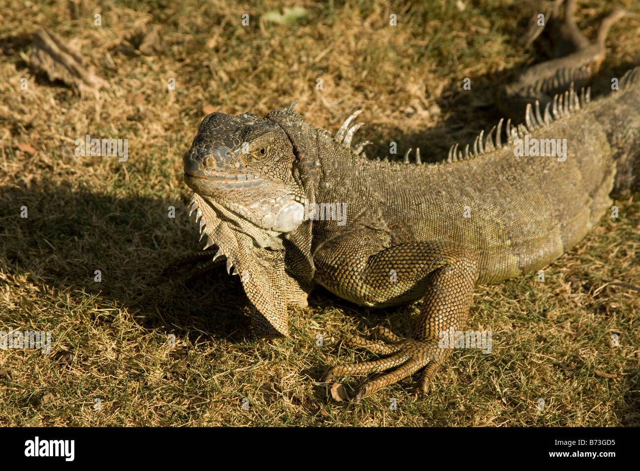 Large green Iguana, (Iguana iguana) profile. Guayaquil Ecuador Horizontal 73095 Ecuador Stock Photo