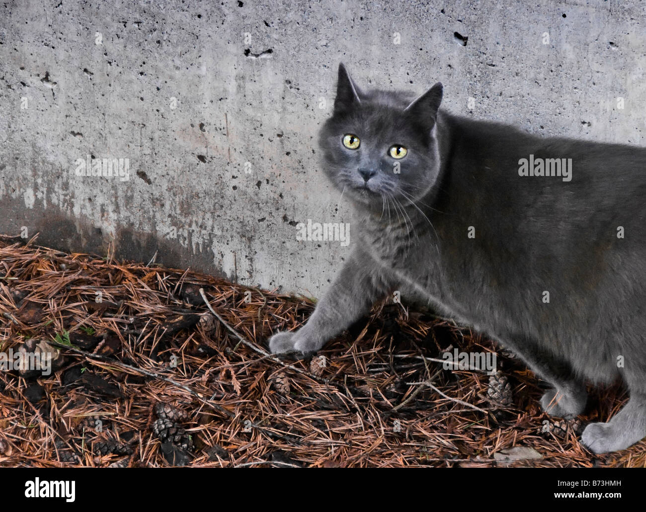 Gray cat walking along wall with cautious look Stock Photo Alamy