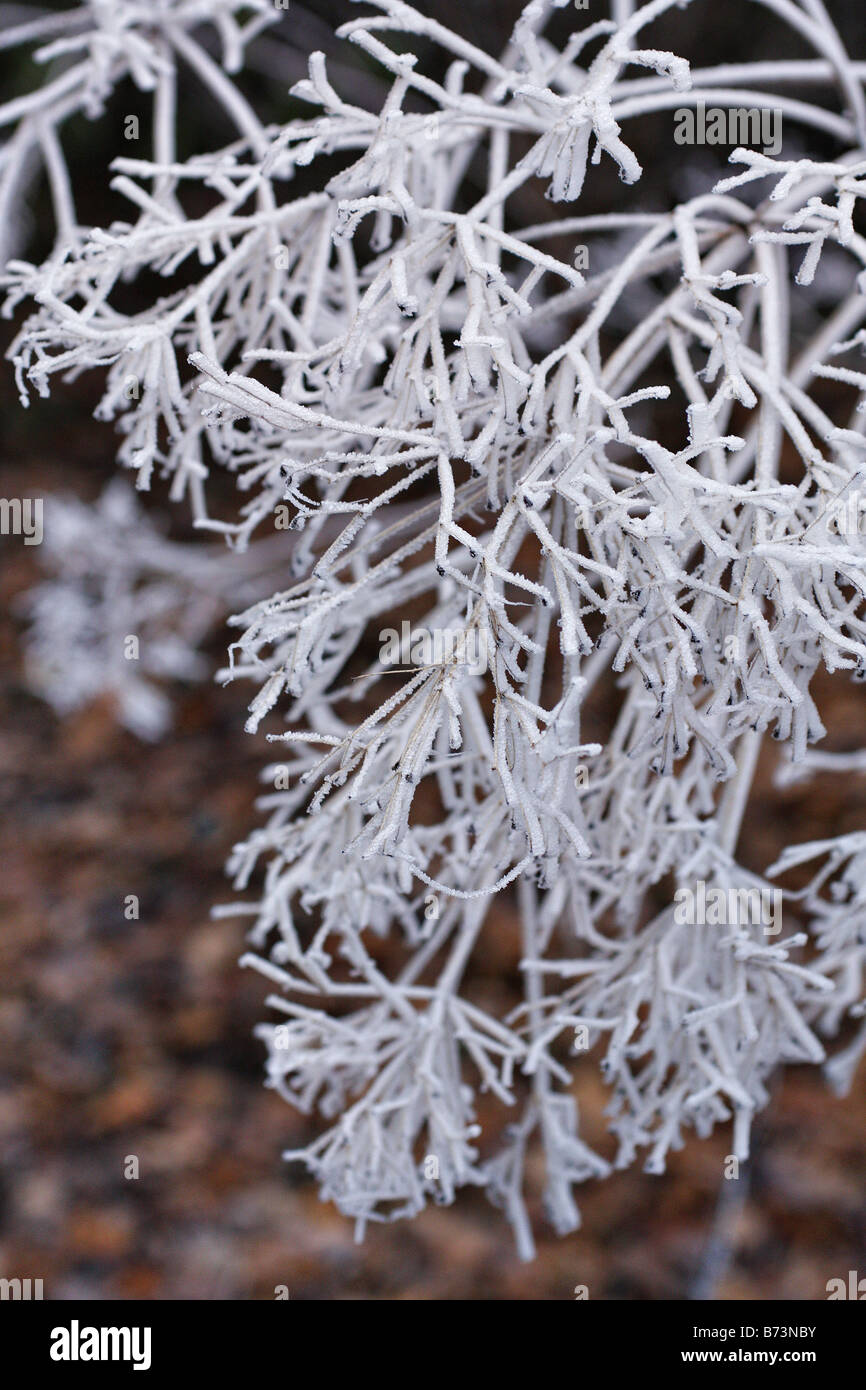HOAR FROST ON THE SEEDHEADS OF THALICTRUM ELIN Stock Photo
