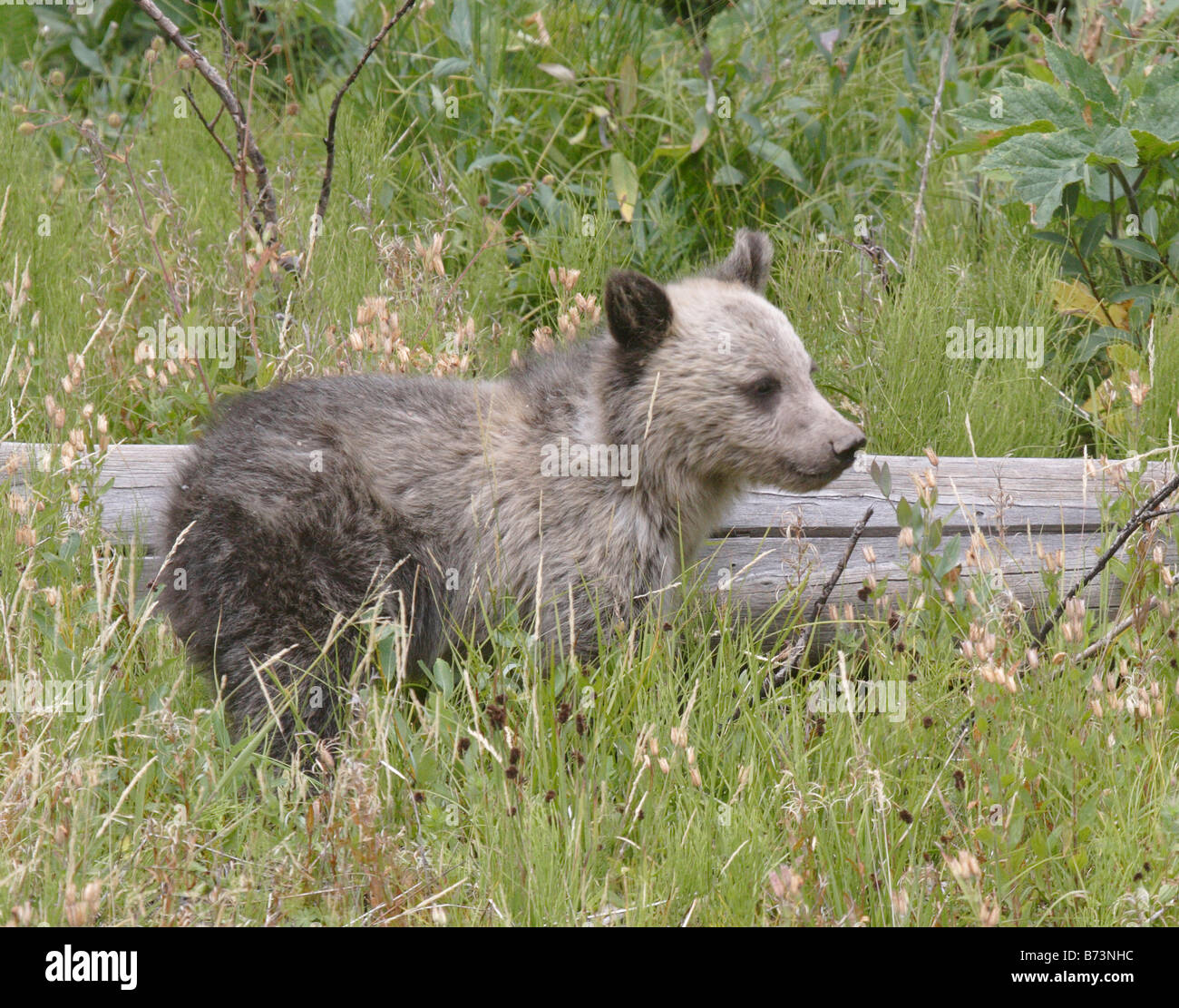 Grizzly Bear cub in Yellowstone National Park Stock Photo - Alamy