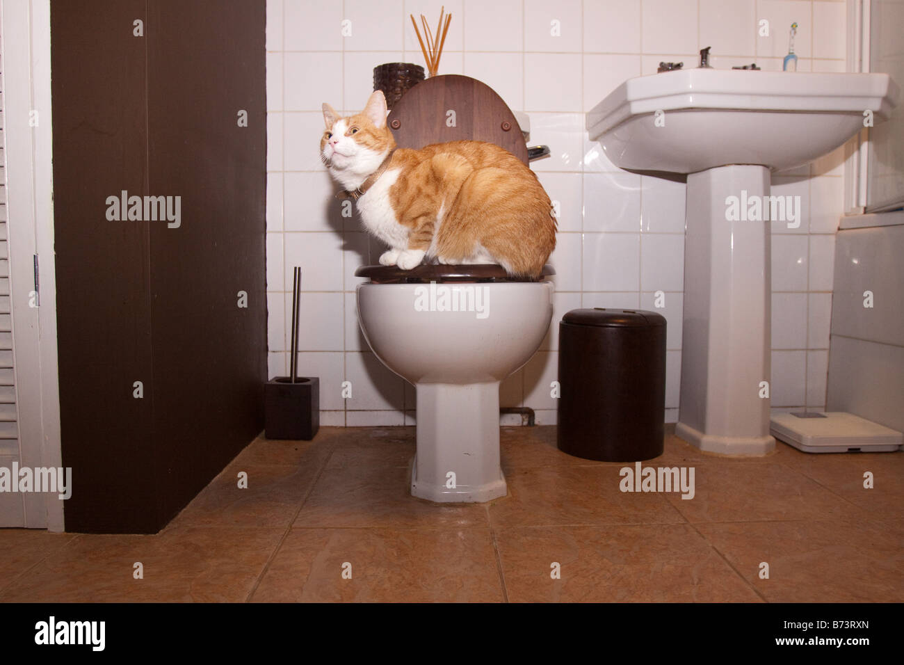 Ginger and white tom cat on the toilet Stock Photo Alamy