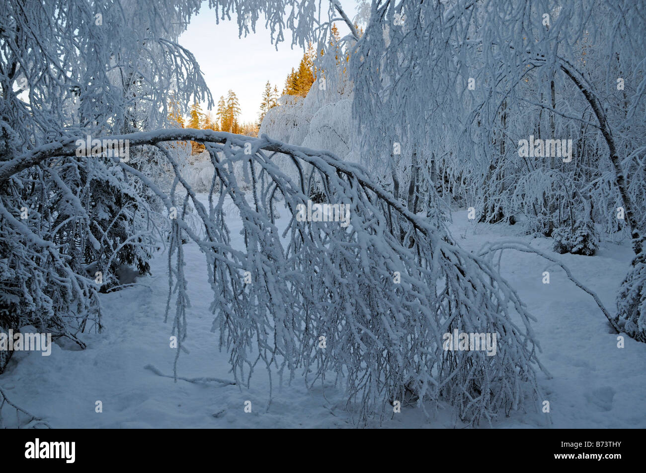 Frosted tree hi-res stock photography and images - Alamy