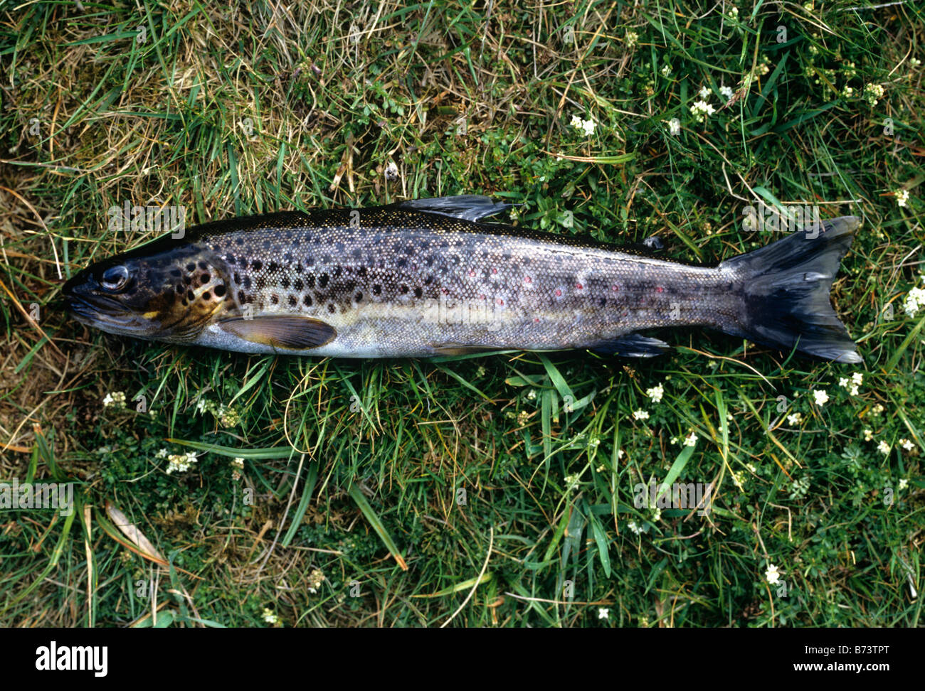 Brown trout, form from peaty mountain lake Loch Lee Angus. Photographed 11 June Stock Photo
