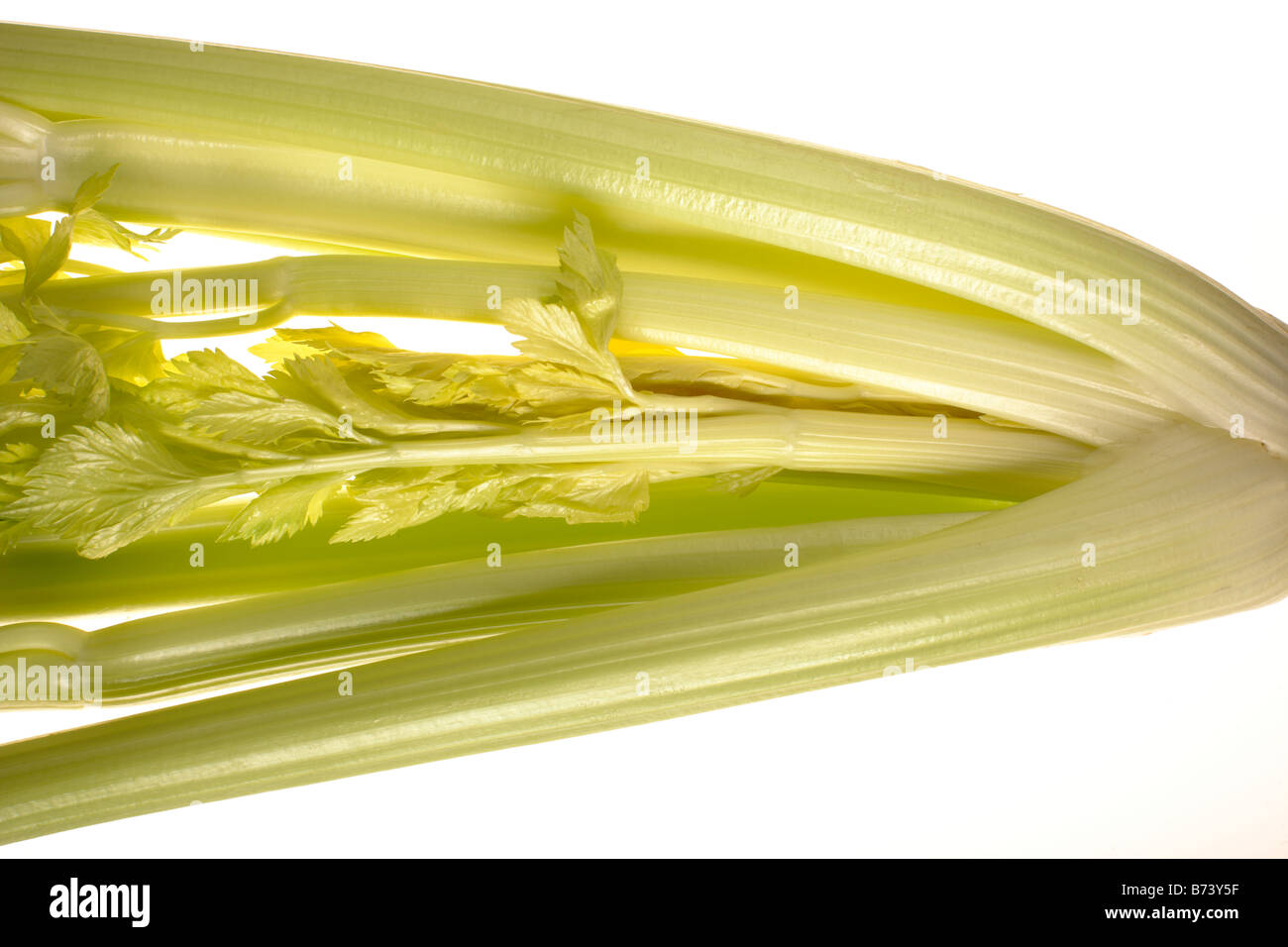 Pascal celery hires stock photography and images Alamy