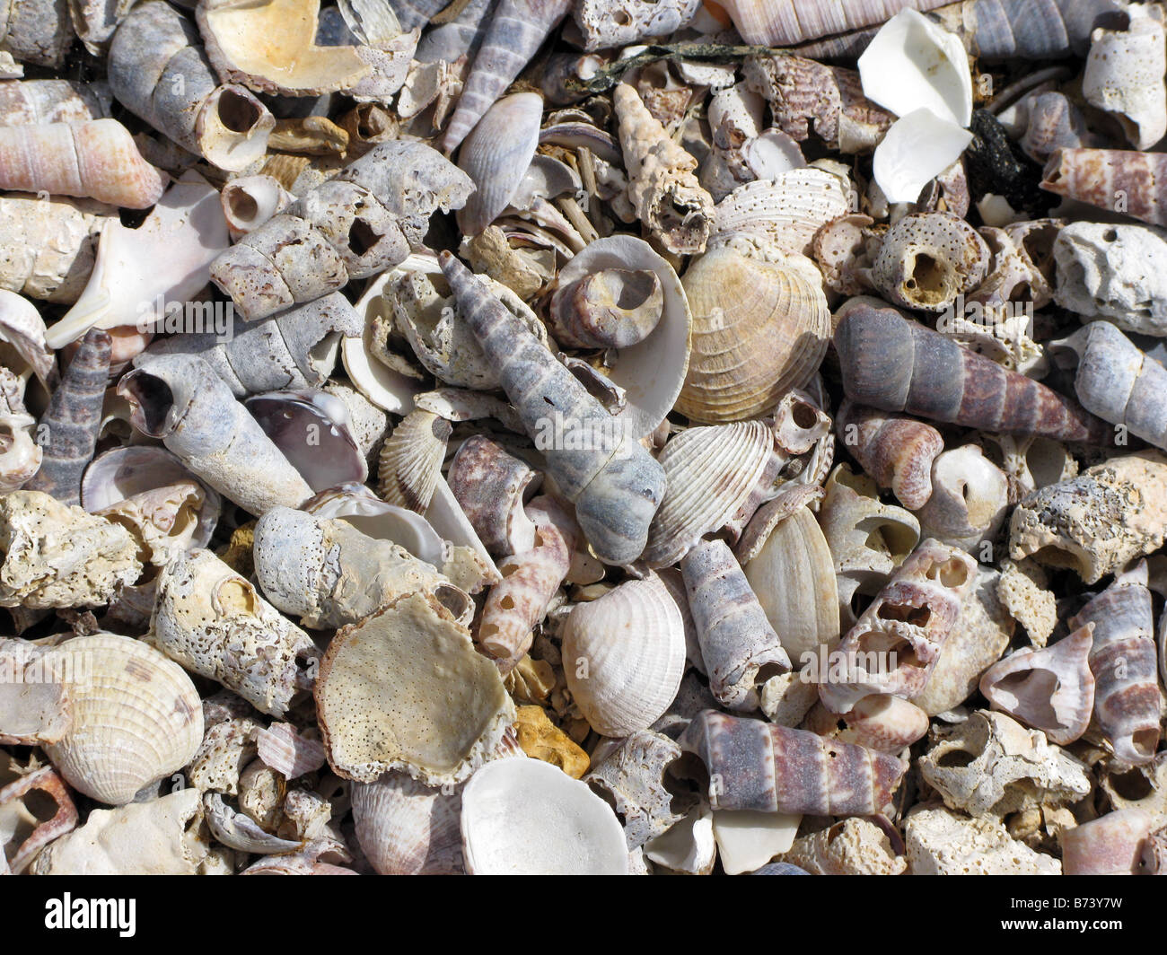 Sea Shells background, punto Fijo, cardon  falcon state Venezuela Stock Photo