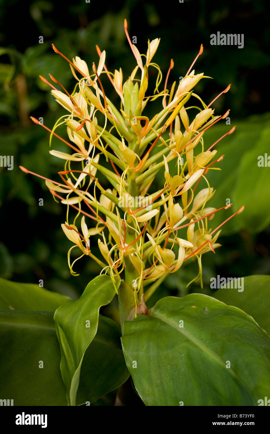 Kahili Ginger or Ginger Lily Hedychium gardnerianum from eastern
