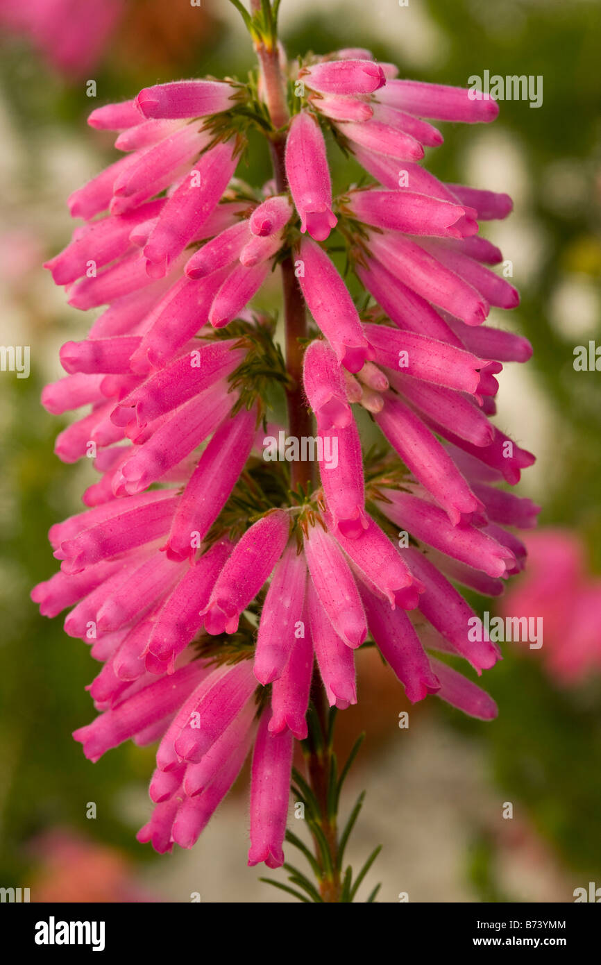 A south african heather Erica blanda South Africa Stock Photo