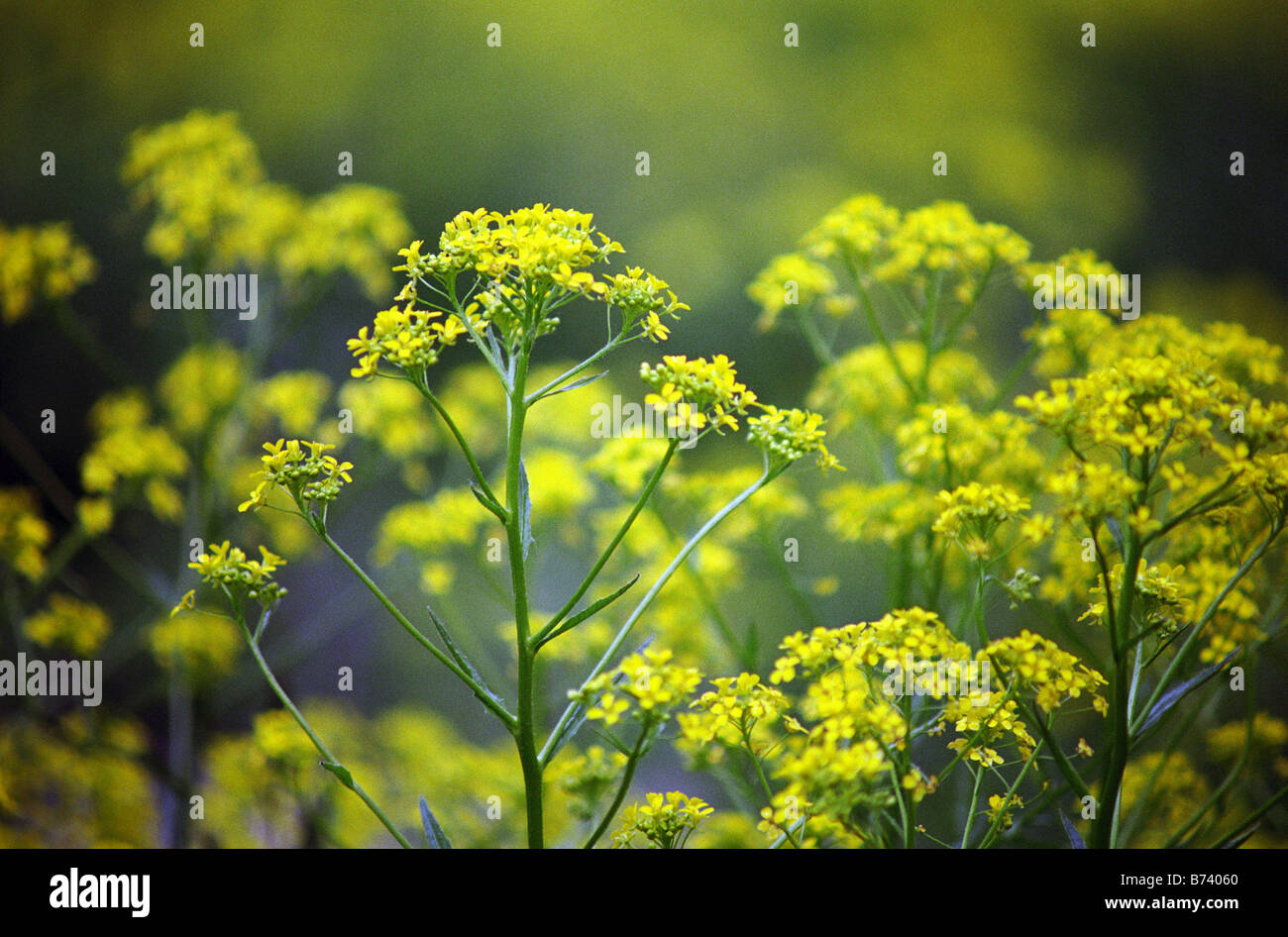 Upland cress (Barbarea vulgaris) Stock Photo