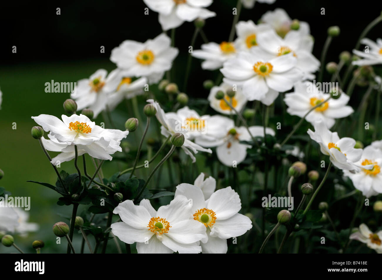 Anemone Japonica Honorine Jobert Hi res Stock Photography And Images anemone-japonica-honorine-jobert-hi-res-stock-photography-and-images