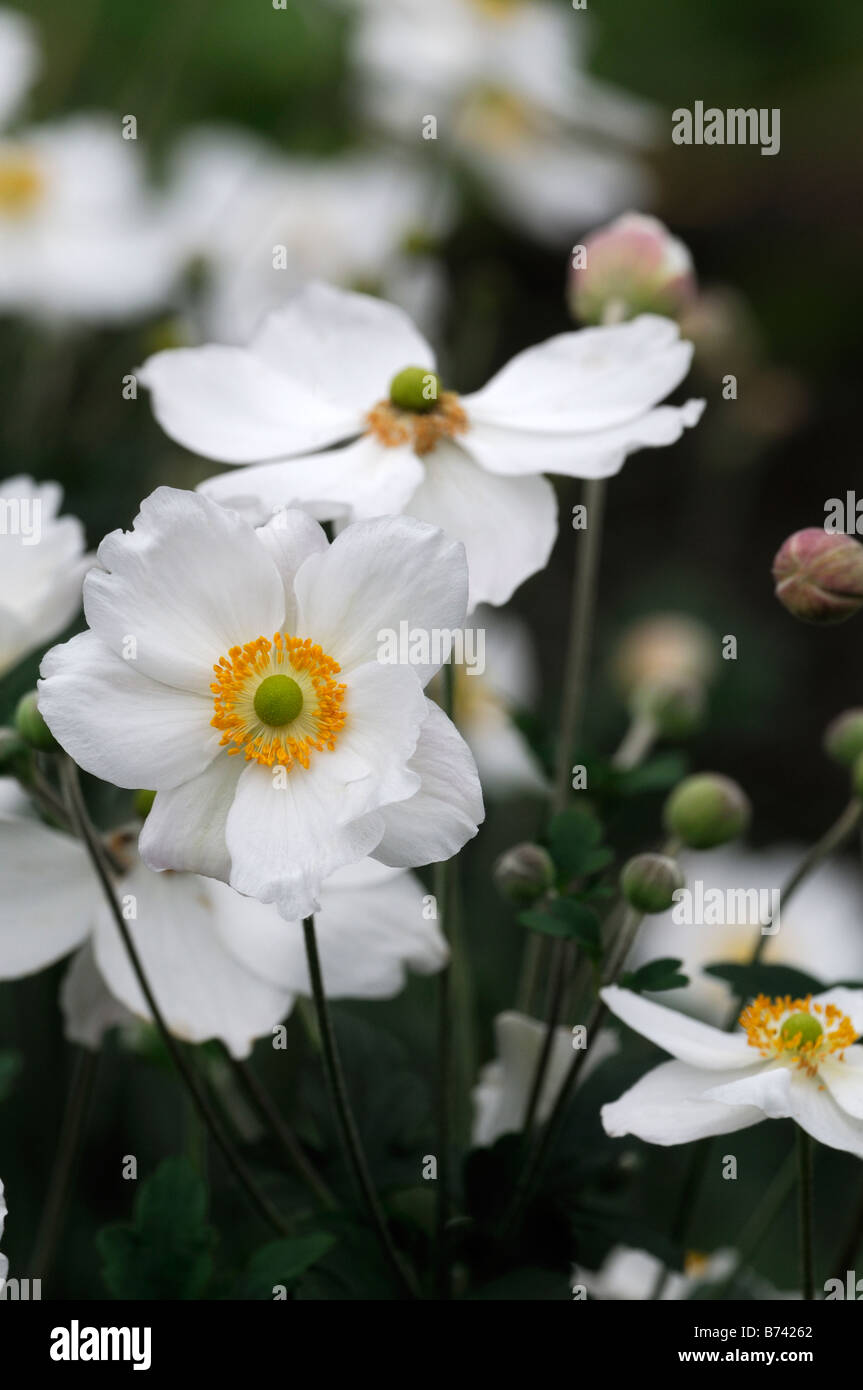 anemone hybrida 'honorine jobert' white flower bloom blossom perennial late summer early autumn Stock Photo
