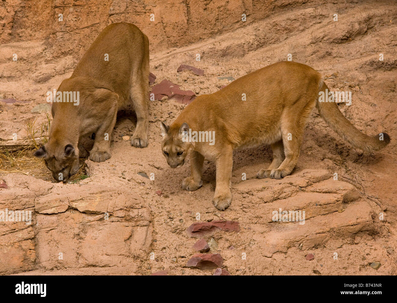 Cougar arizona hires stock photography and images Alamy