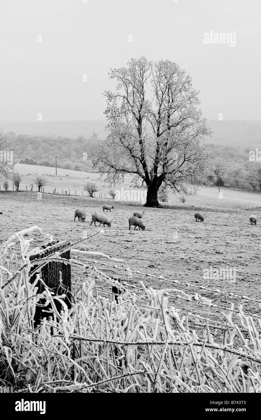 Elm tree and sheep in Ape Dale Church Stretton Shropshire in winter with hoar frost in black and white Stock Photo