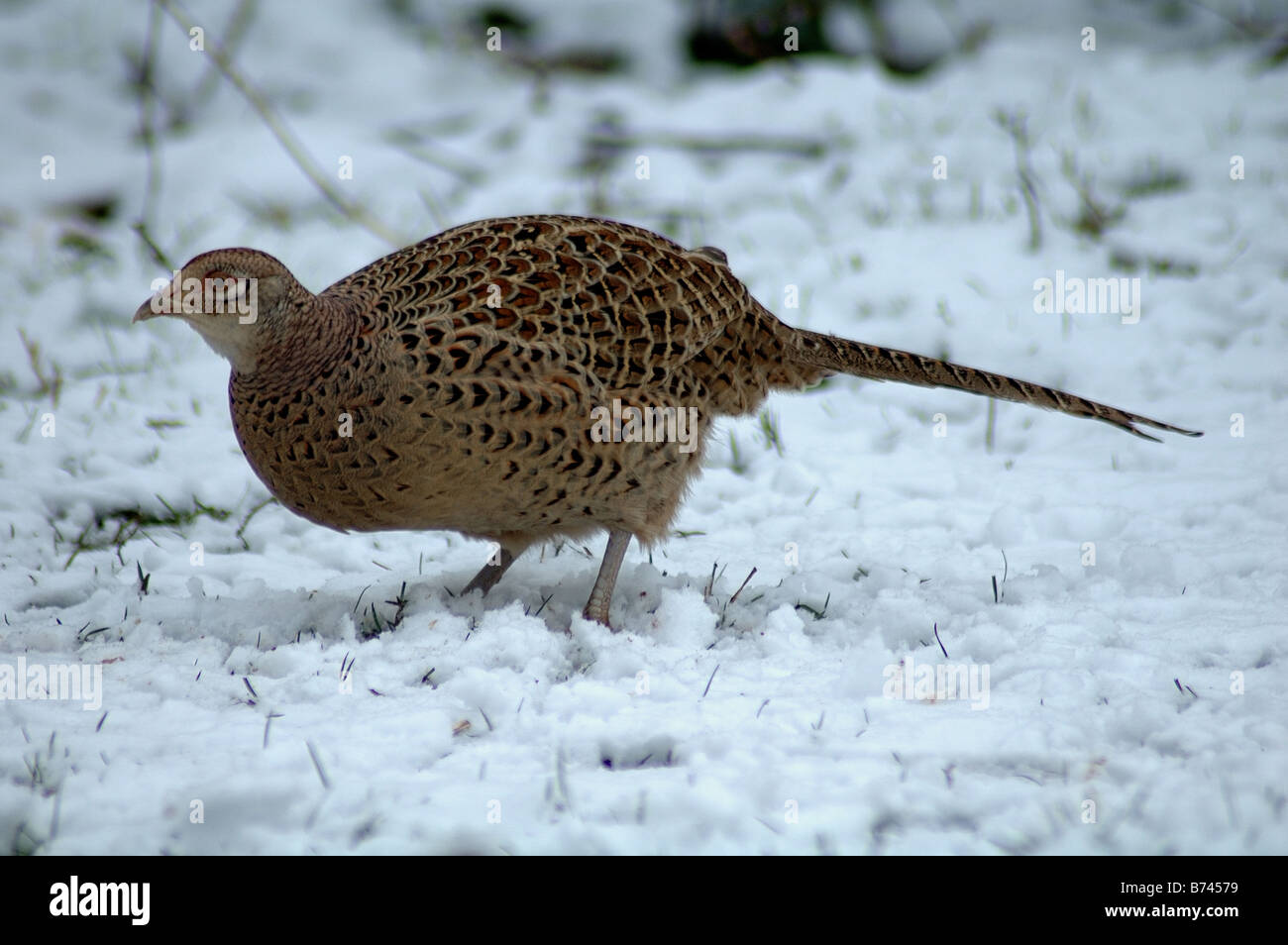 Pheasant in snow. Herts. UK 2007 Stock Photo