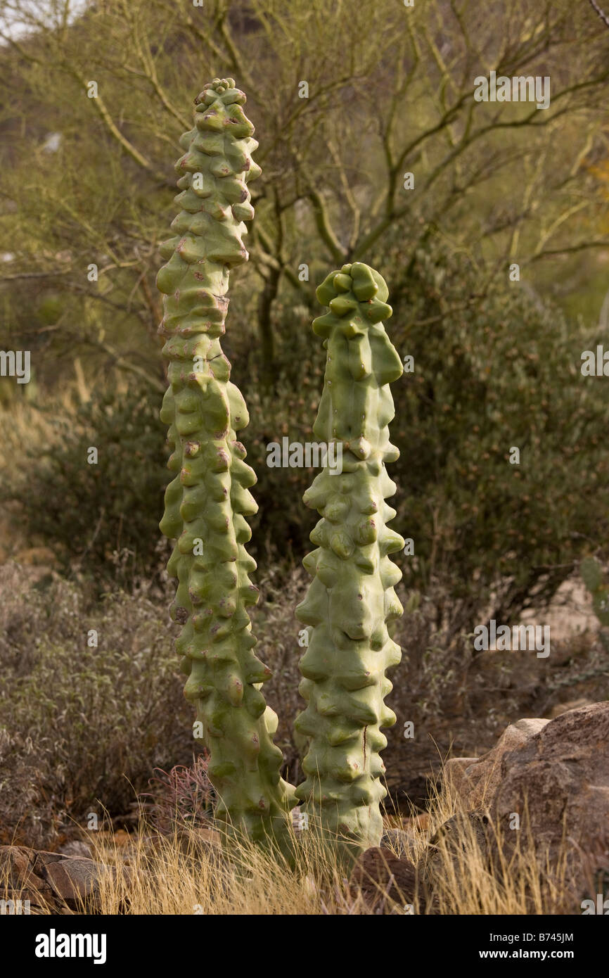 Totem Pole cactus Lophocereus schottii var monstrosus Arizona and