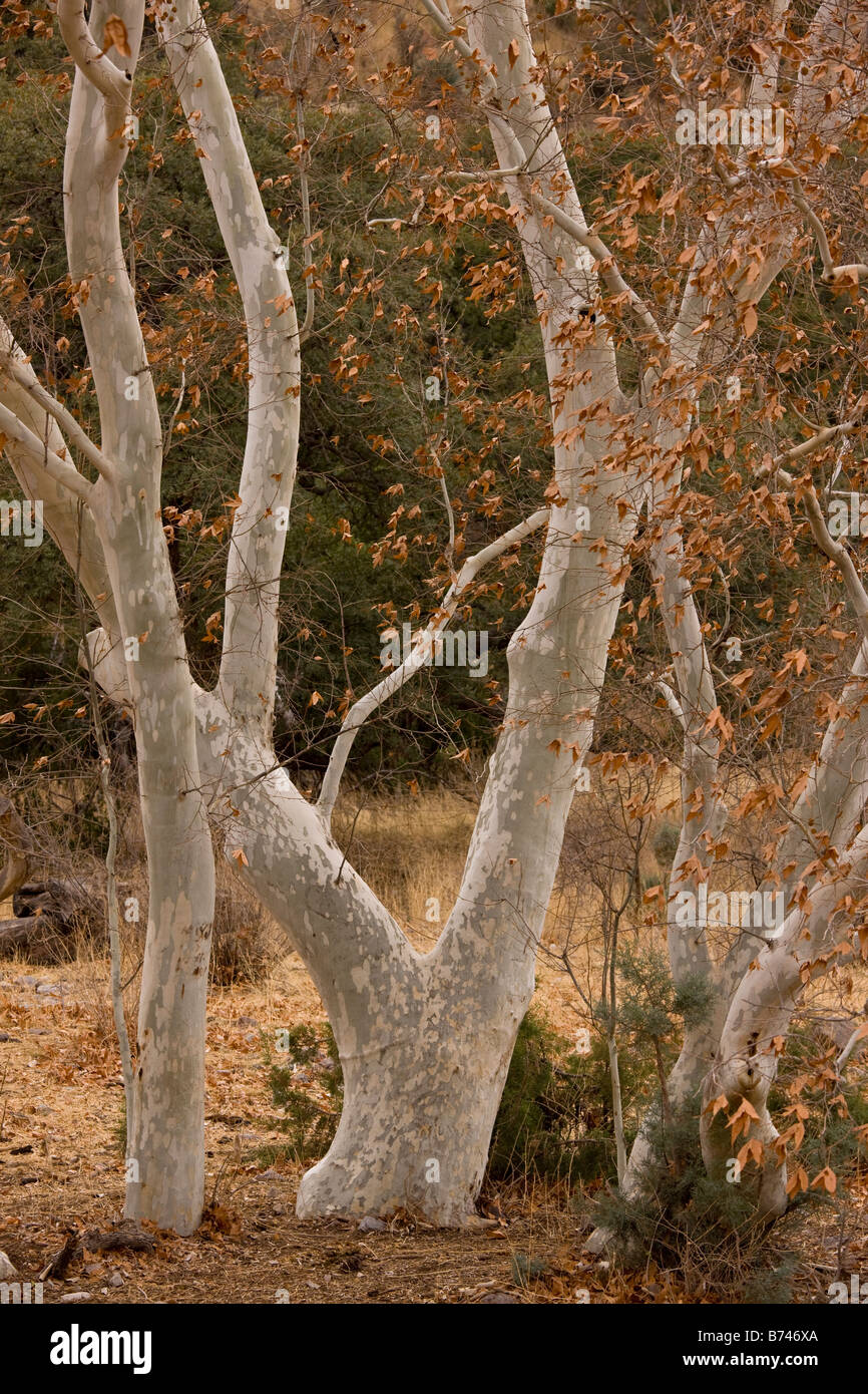 Arizona Sycamores plane trees Platanus wrightii in winter Arizona USA Stock Photo