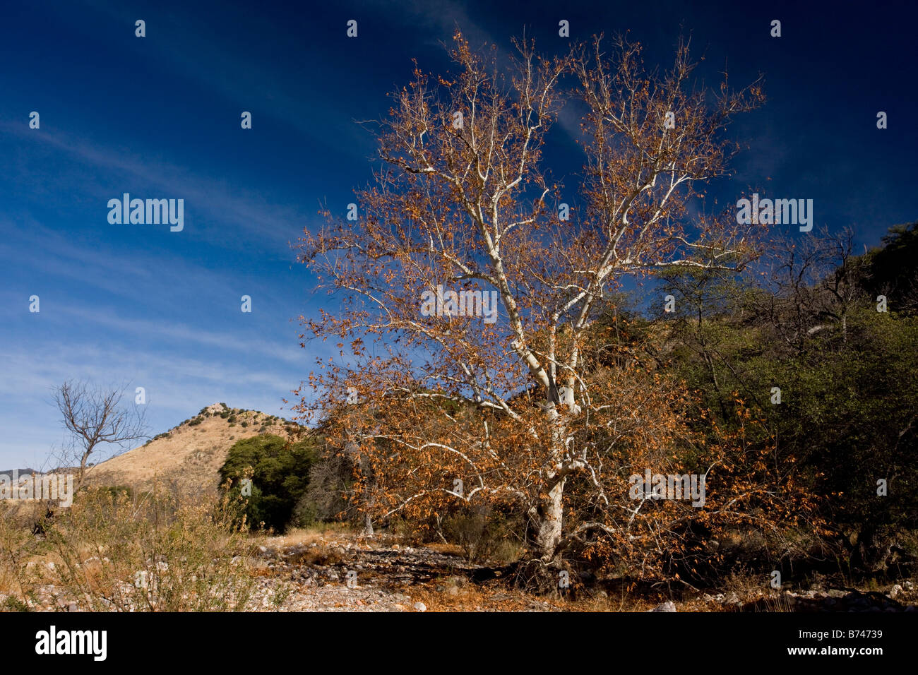 Arizona Sycamores plane trees Platanus wrightii in winter Arizona USA Stock Photo