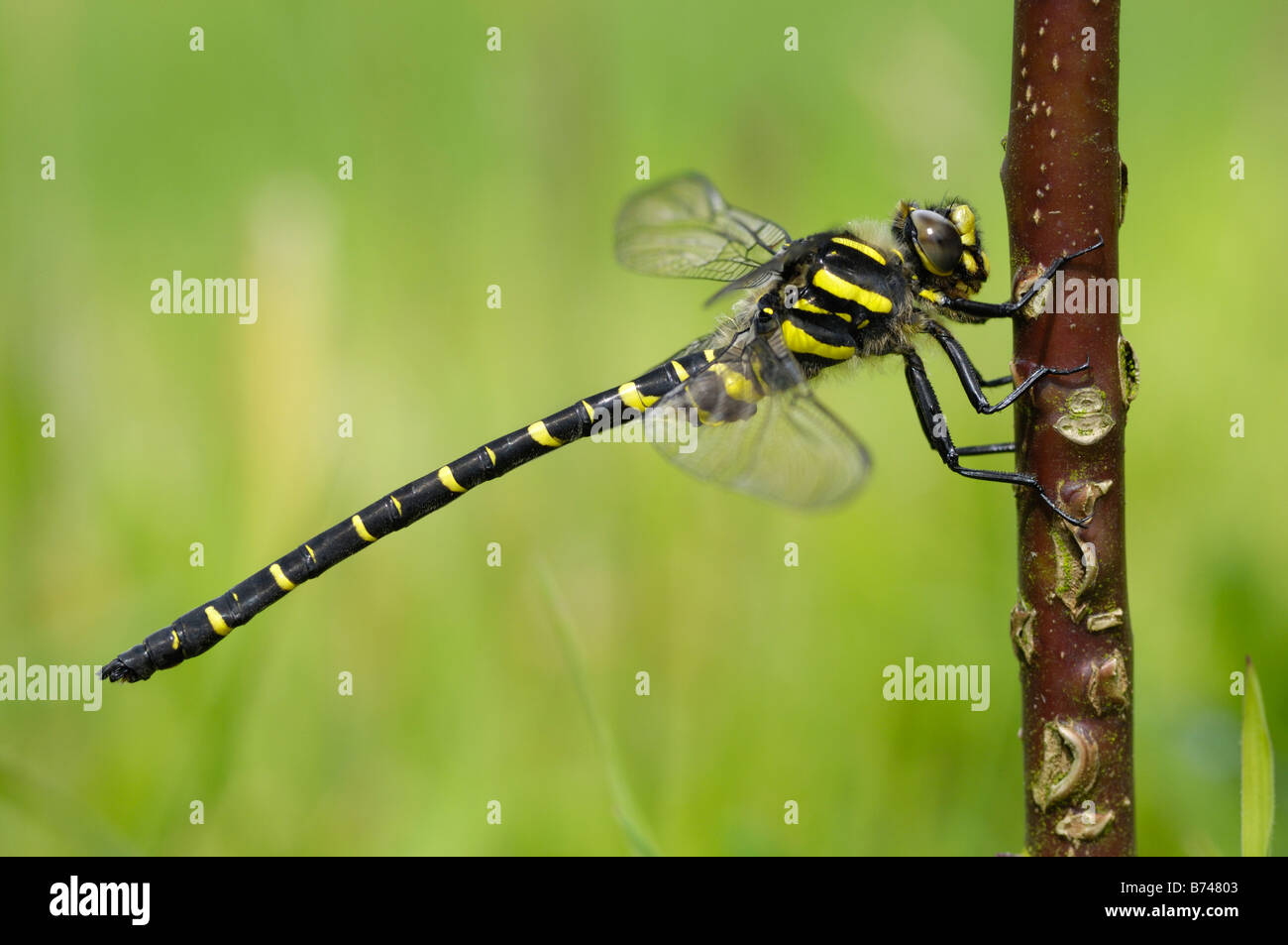 Golden-Ringed Dragonfly, cordulegaster boltonii Stock Photo