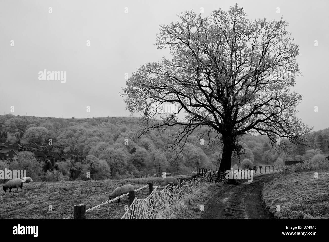 Path to Snatchfields Farm Church Stretton Shropshire with sheep and tree in winter with hoar frost in black and white Stock Photo