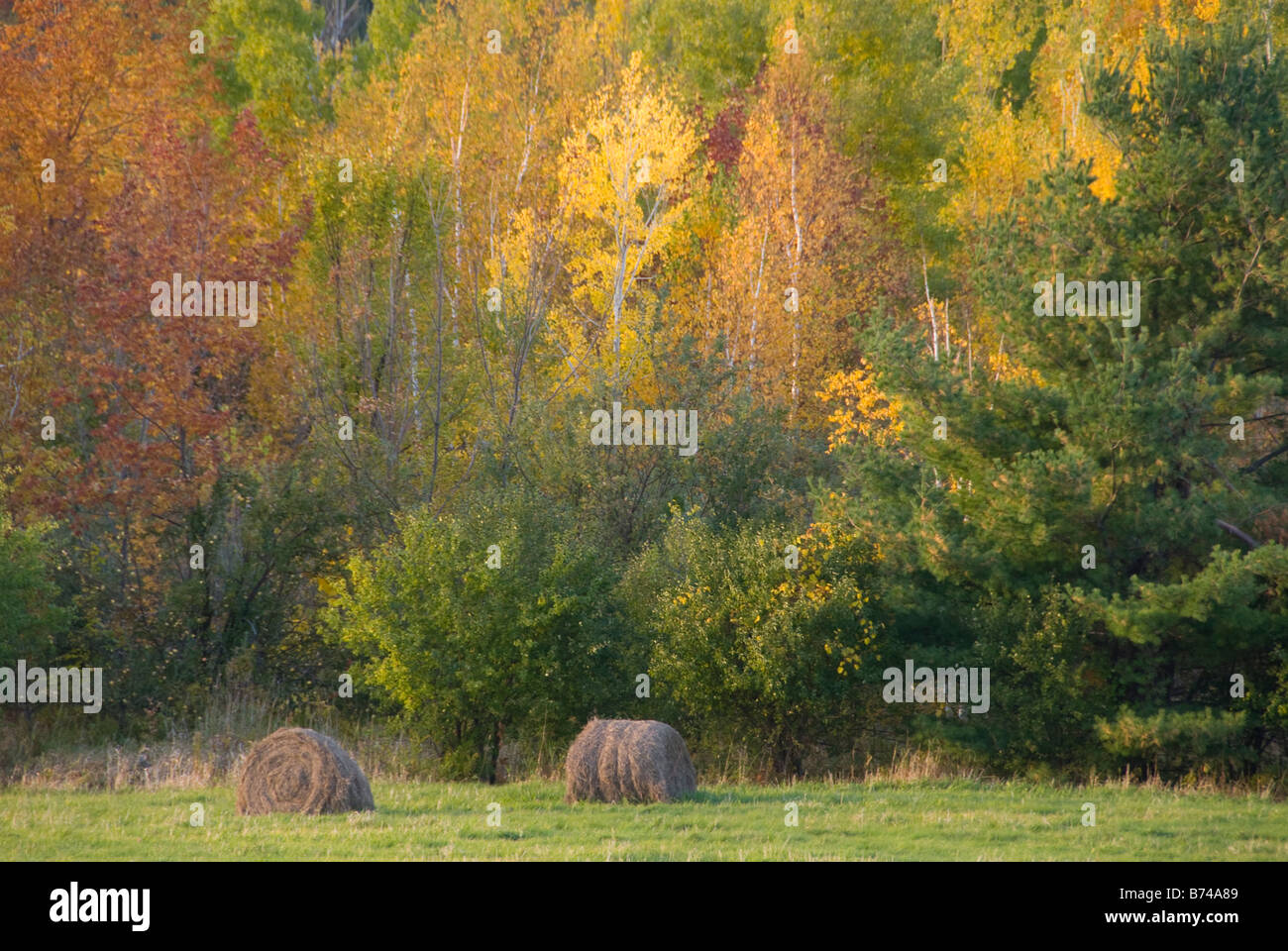 Hay bales at Bromley Farm, Danby, Vermont Stock Photo