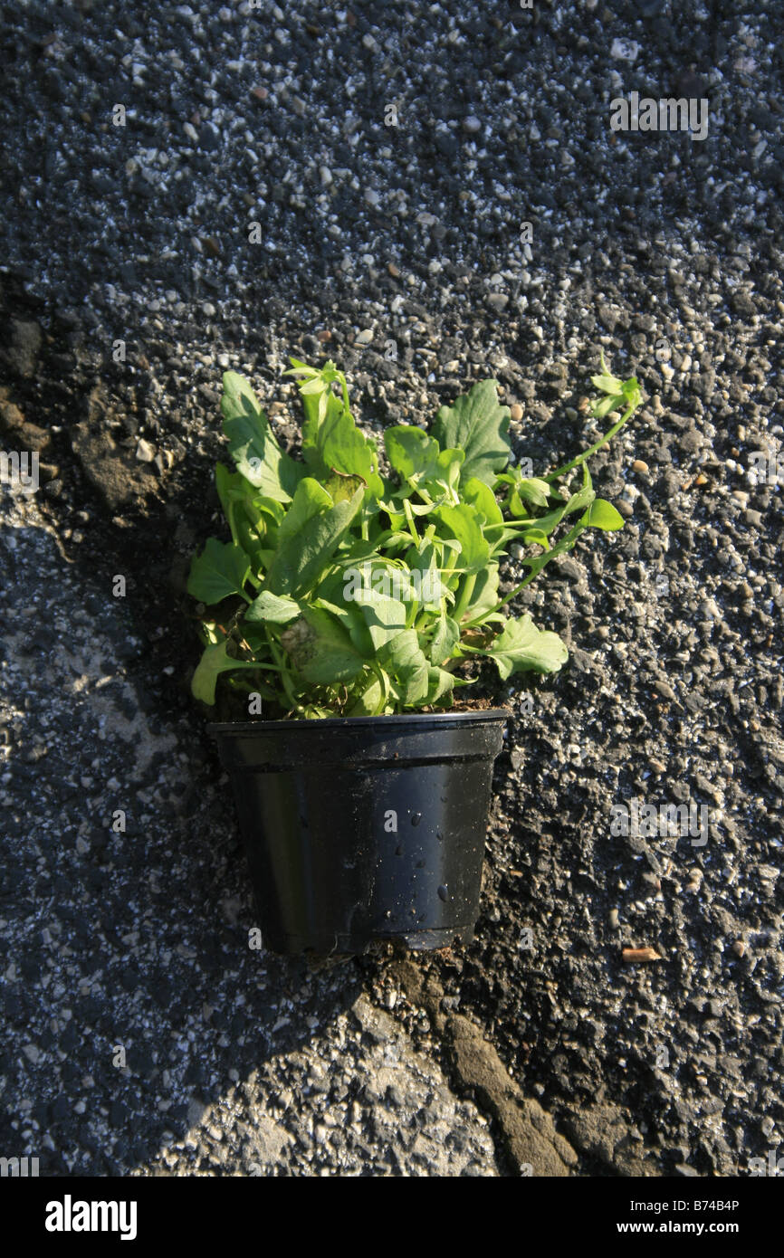 one plant pot on road surface outdoors in sun Stock Photo