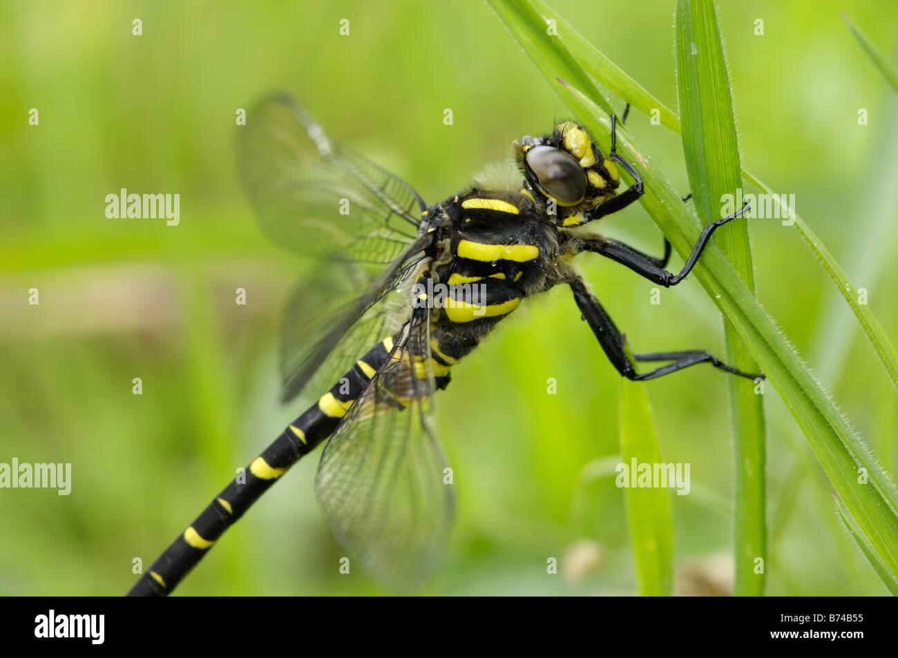 Golden-Ringed Dragonfly, cordulegaster boltonii Stock Photo