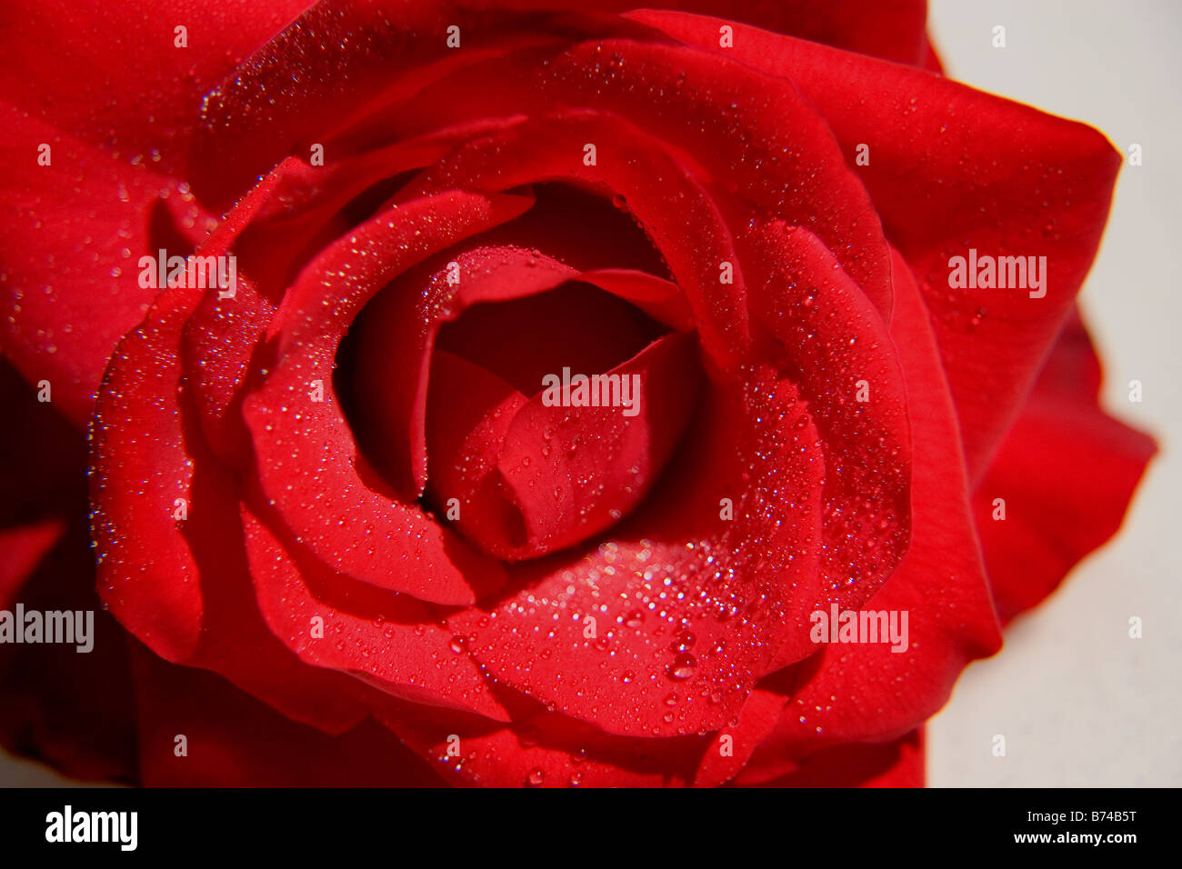Red rose close up Stock Photo - Alamy