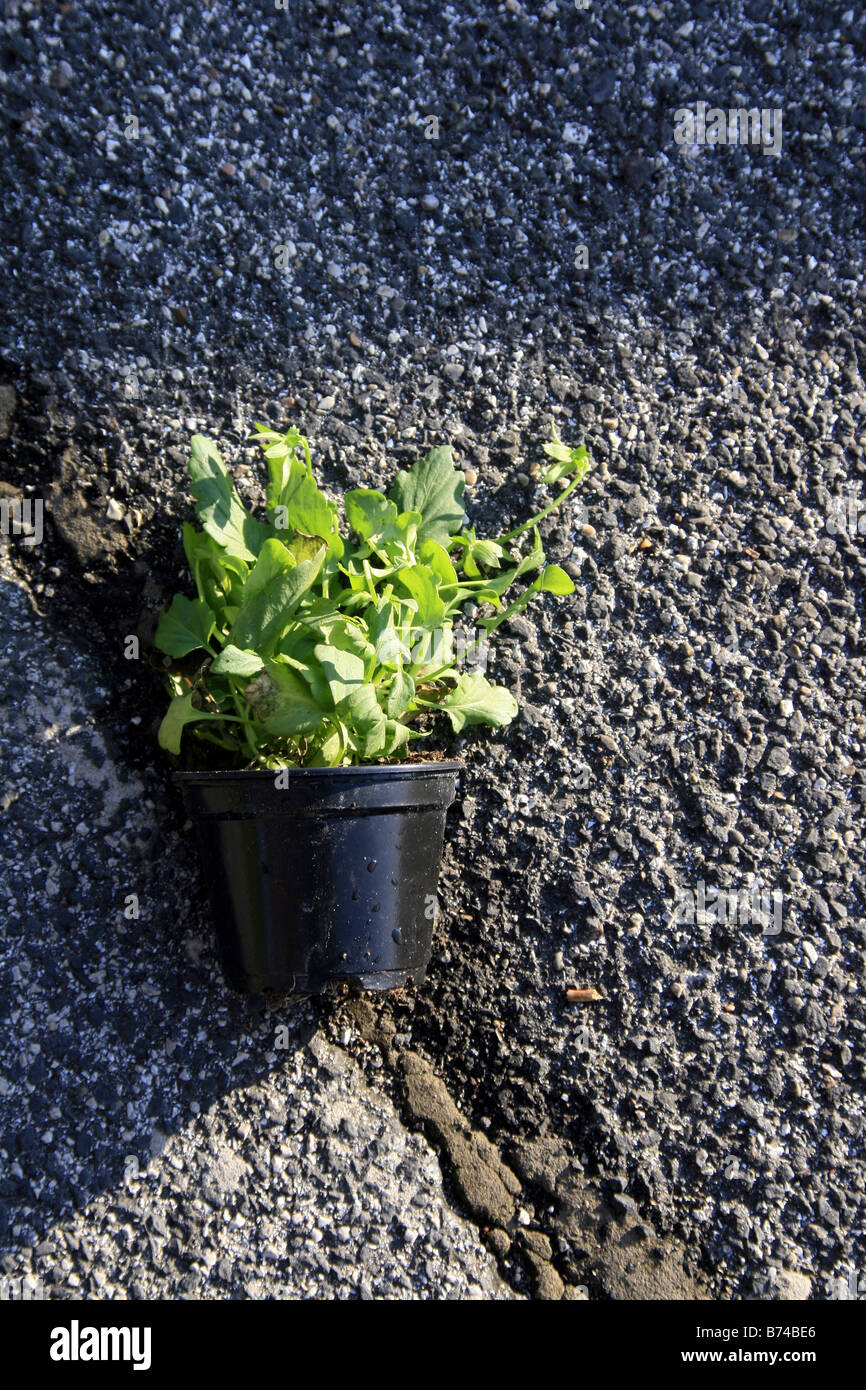 one plant pot on road surface outdoors in sun Stock Photo